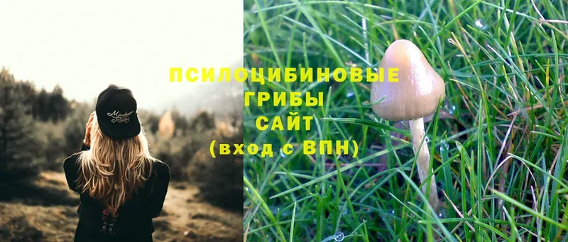 хочу наркоту  Рубцовск  Псилоцибиновые грибы Cubensis 